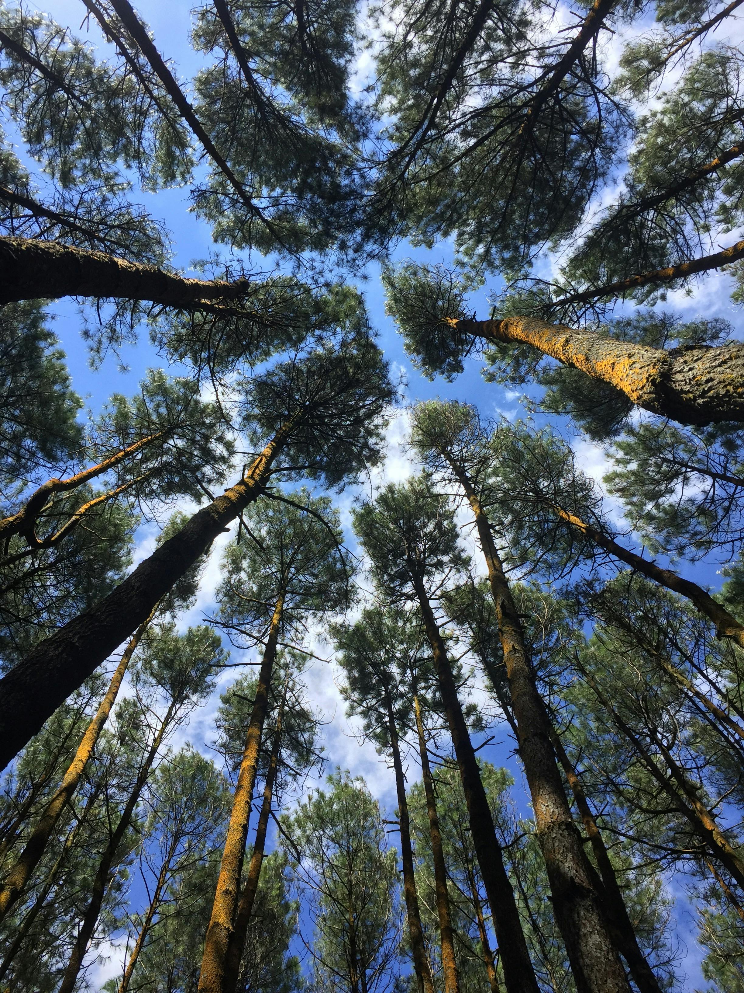 Pine Forest